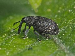 Tachyerges pseudostigma