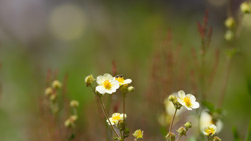 Drymocallis pseudorupestris