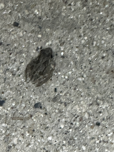iNaturalist observation photo of Pacific chorus frog