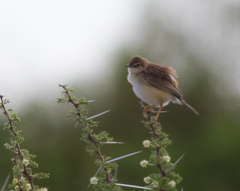 Cisticola aridulus