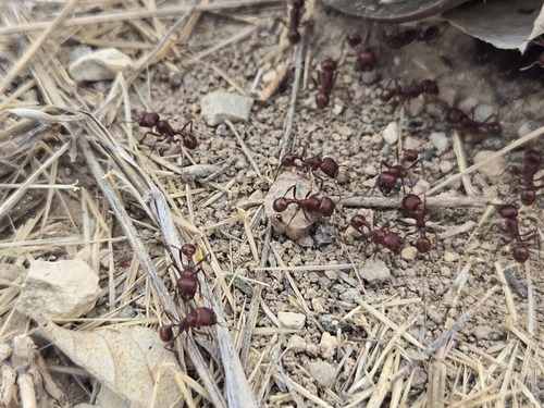 Pogonomyrmex apache