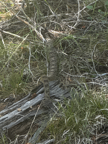 iNaturalist observation photo of Northern Pacific Rattlesnake