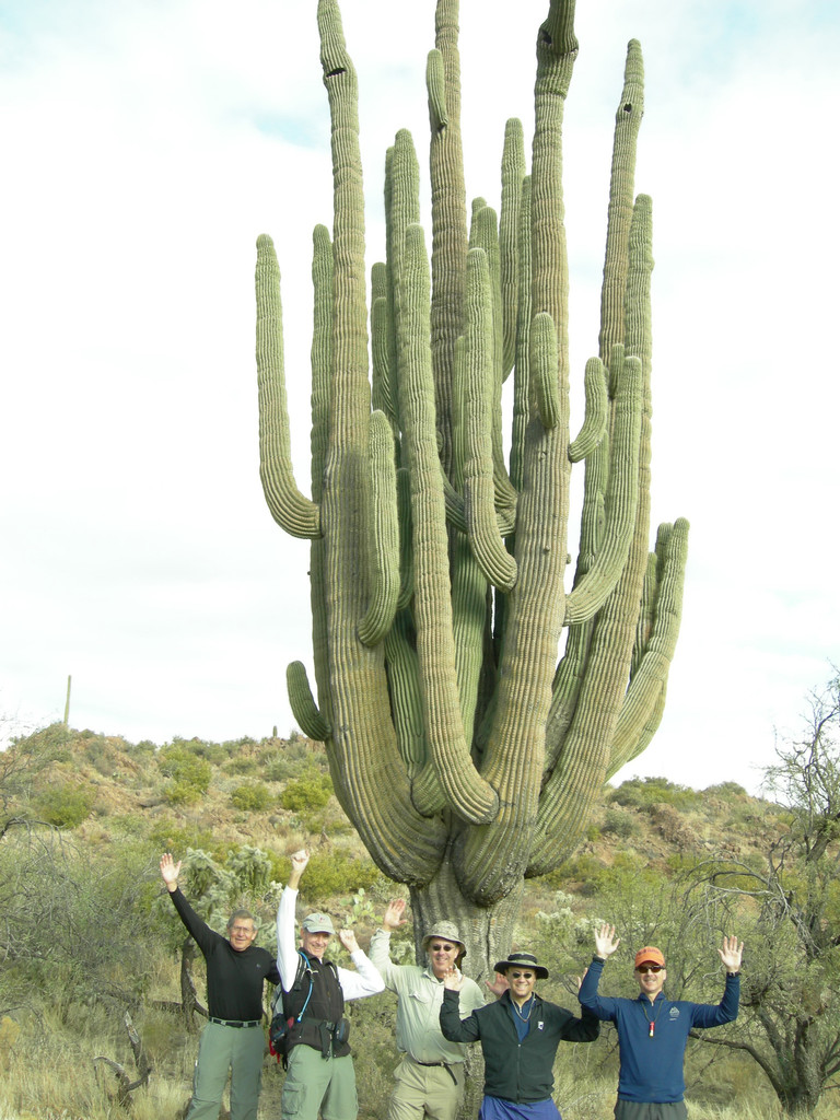 Carnegiea