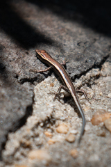 Cryptoblepharus virgatus