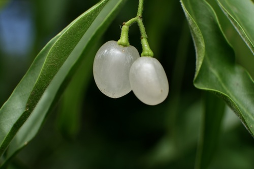 Vallesia glabra