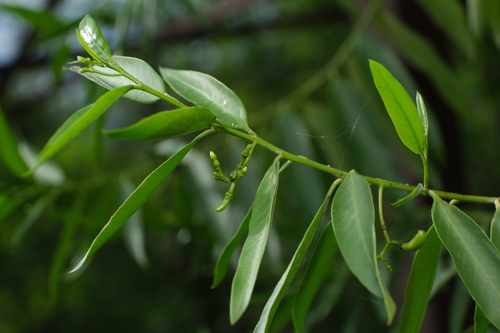 Vallesia glabra, photograph 4