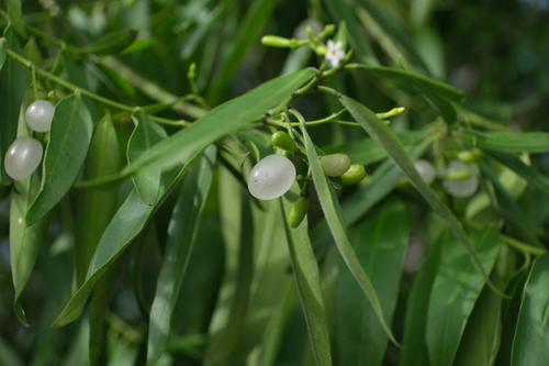 Vallesia glabra, photograph 3