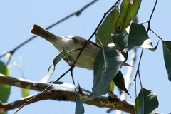 Ramsayornis modestus