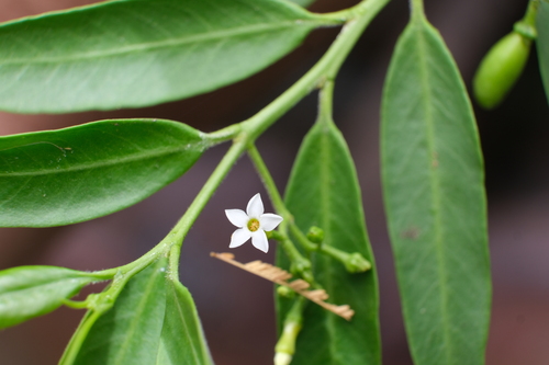 Vallesia glabra, photograph 1