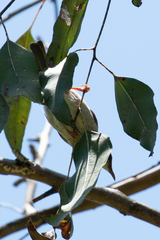 Ramsayornis modestus