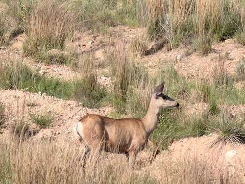 Mule Deer
