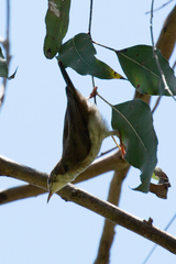 Ramsayornis modestus