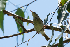 Ramsayornis modestus