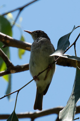 Ramsayornis modestus