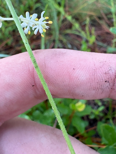 Triantha racemosa, photograph 4