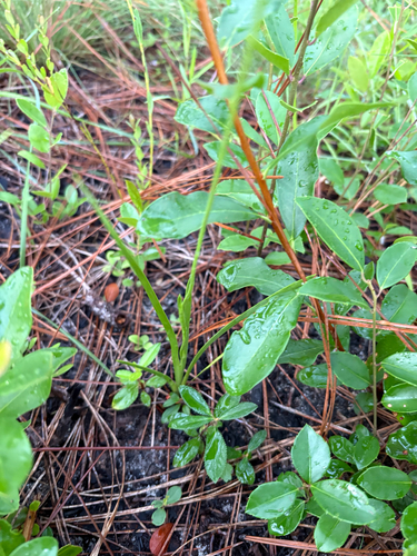 Triantha racemosa, photograph 5