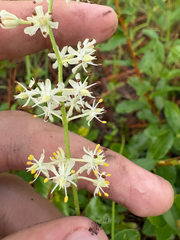 Triantha racemosa