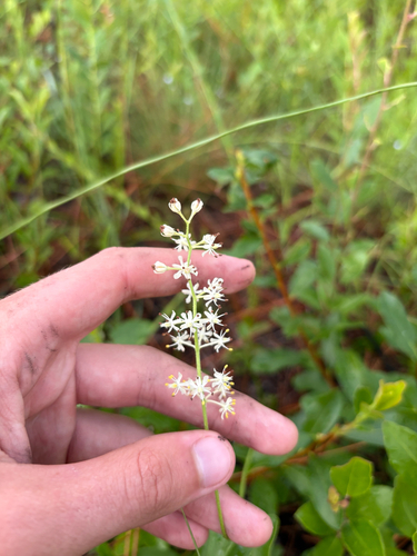 Triantha racemosa, photograph 3