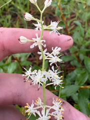 Triantha racemosa, photograph author not stated, no rights reserved