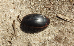 Hydaticus seminiger
