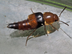 Tachyporus obtusus