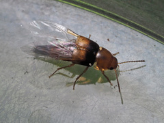 Tachyporus obtusus