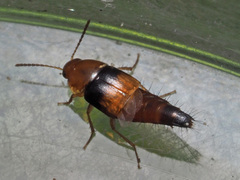 Tachyporus obtusus
