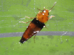 Tachyporus obtusus