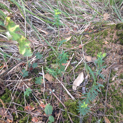 Euphorbia furcillata furcillata
