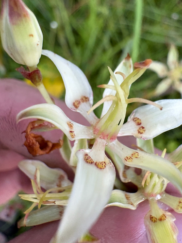 Zigadenus glaberrimus, photograph 6