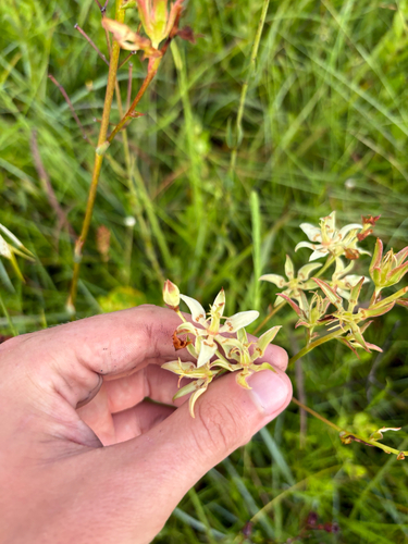 Zigadenus glaberrimus, photograph 5