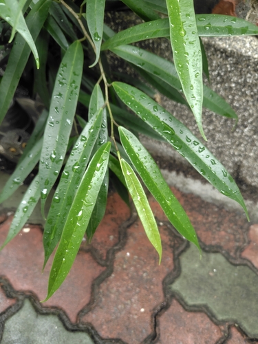 Ficus maclellandii, photograph 1