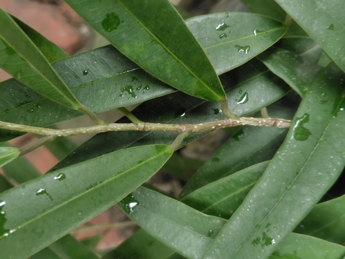 Ficus maclellandii, photograph 2