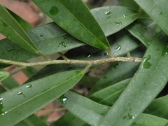 Ficus maclellandii, photograph (c) chiuluan, some rights reserved (CC BY)
