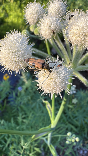 iNaturalist observation photo of Etorofus propinquus