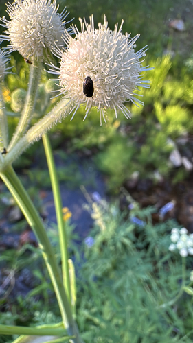 iNaturalist observation photo of Corimelaena