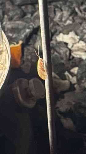 iNaturalist observation photo of Golden Oak Apple Gall Wasp