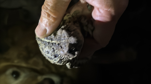 iNaturalist observation photo of Western Toad