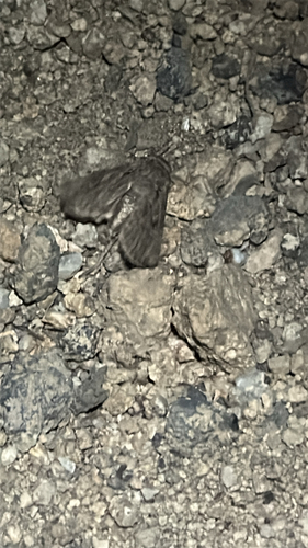 iNaturalist observation photo of Propertius Duskywing