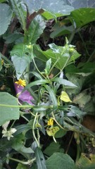 Sphagneticola calendulacea