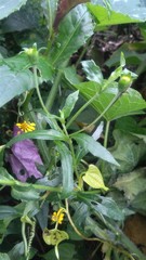 Sphagneticola calendulacea