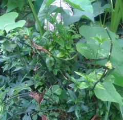 Clinacanthus nutans
