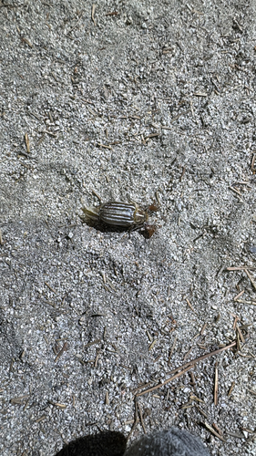 iNaturalist observation photo of Ten-lined June Beetle