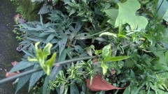 Clinacanthus nutans