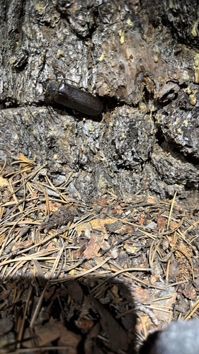iNaturalist observation photo of Spined Woodborer