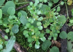 Pilea peploides major