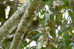 Xanthotis macleayanus