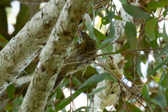 Xanthotis macleayanus