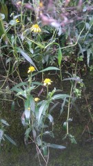 Sphagneticola calendulacea