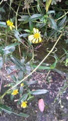 Sphagneticola calendulacea